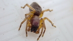 Araneae (Spiders)